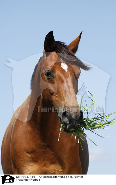 Trakehner Portrait / Trakehner Portrait / RR-37155