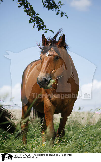 stehender Trakehner / standing Trakehner / RR-37208