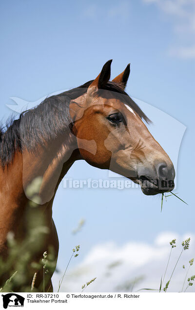 Trakehner Portrait / Trakehner Portrait / RR-37210