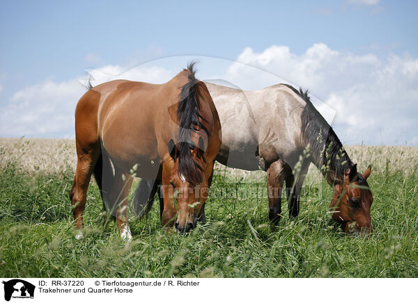 Trakehner und Quarter Horse / RR-37220