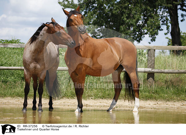 Trakehner und Quarter Horse / RR-37256