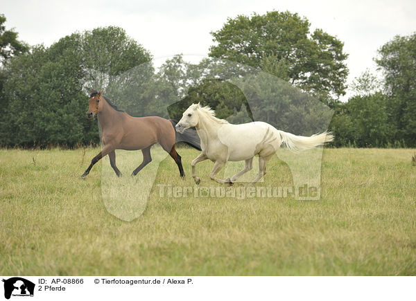 2 Pferde / 2 horses / AP-08866