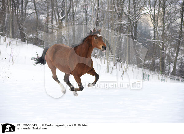 rennender Trakehner / RR-50043