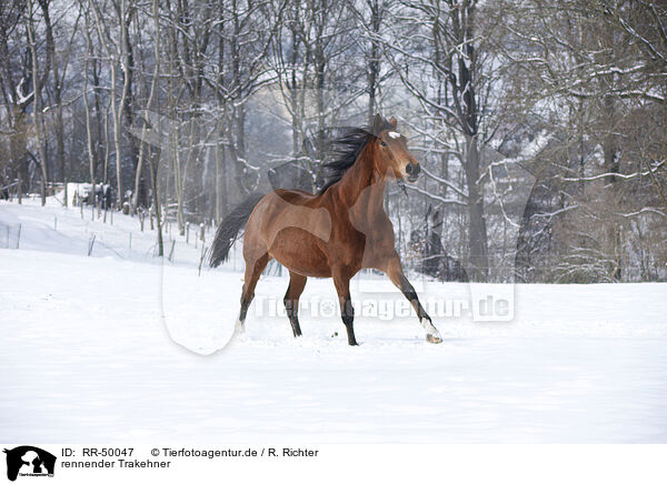 rennender Trakehner / RR-50047