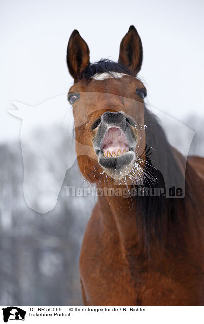 Trakehner Portrait / Trakehner Portrait / RR-50069