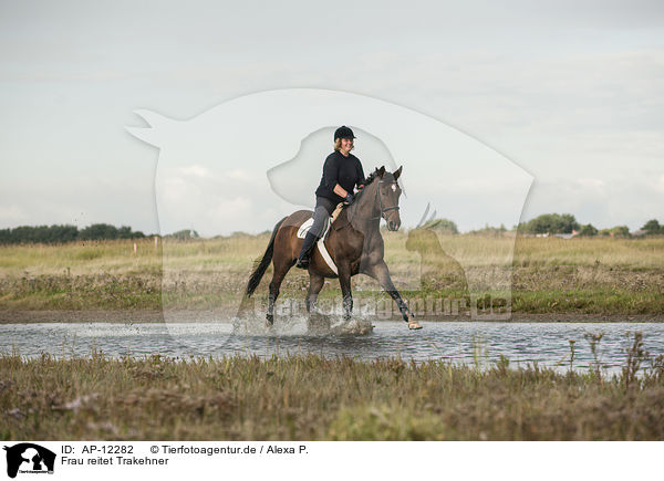 Frau reitet Trakehner / woman rides Trakehner / AP-12282