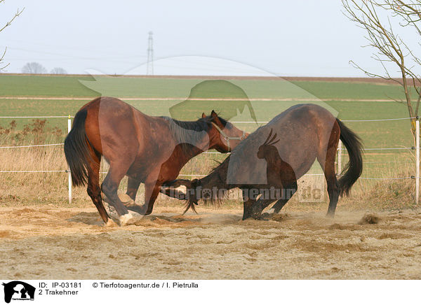 2 Trakehner / 2 Trakehner / IP-03181
