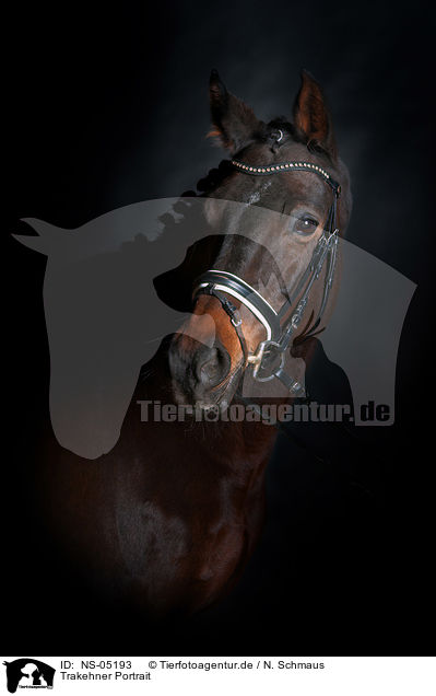 Trakehner Portrait / NS-05193