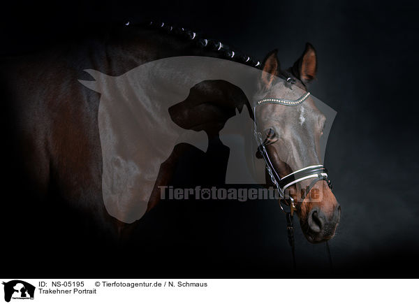 Trakehner Portrait / Trakehner Portrait / NS-05195