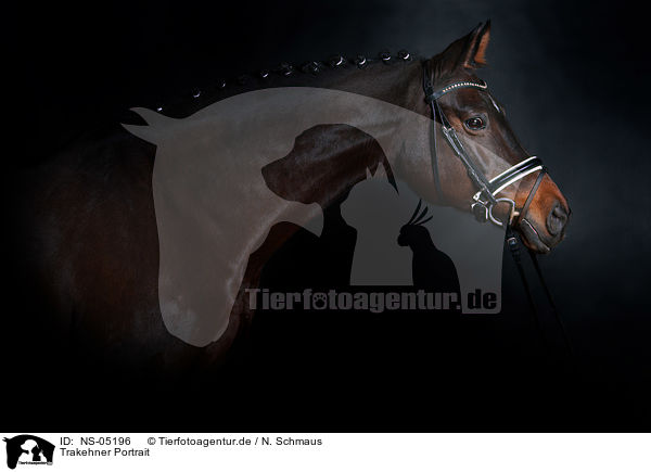 Trakehner Portrait / Trakehner Portrait / NS-05196