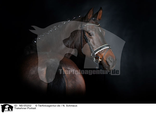 Trakehner Portrait / Trakehner Portrait / NS-05202