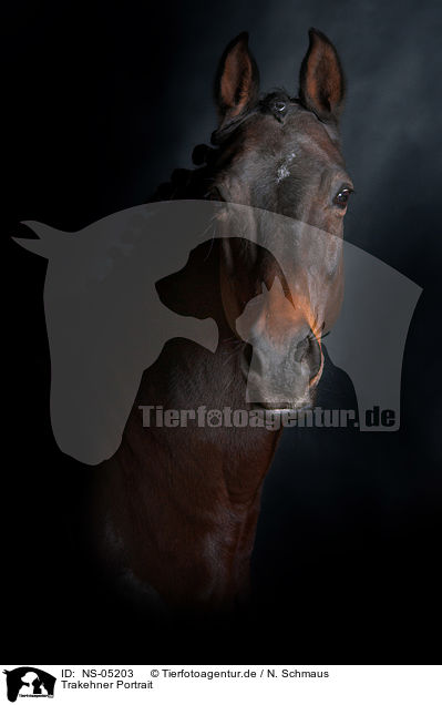 Trakehner Portrait / Trakehner Portrait / NS-05203