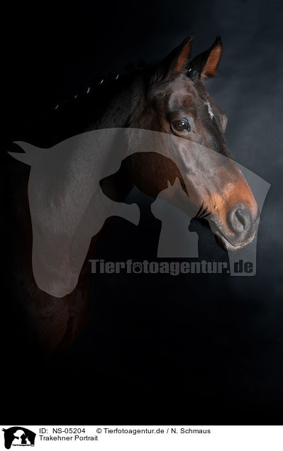 Trakehner Portrait / Trakehner Portrait / NS-05204