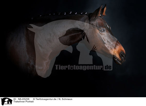 Trakehner Portrait / Trakehner Portrait / NS-05206