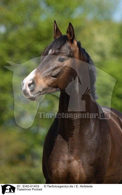 Trakehner Portrait / Trakehner Portrait / EHO-01403