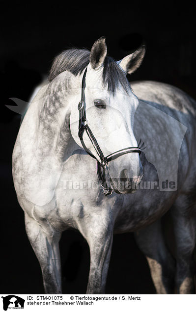 stehender Trakehner Wallach / standing trakehner gelding / STM-01075