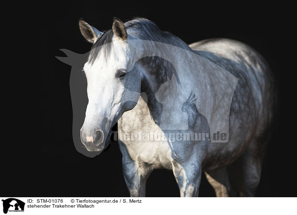 stehender Trakehner Wallach / standing trakehner gelding / STM-01076