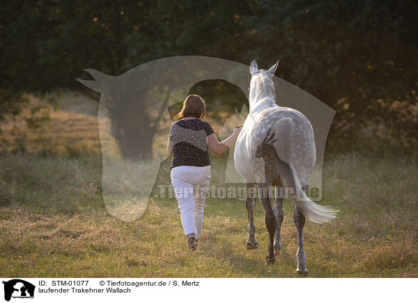 laufender Trakehner Wallach / trakehner gelding walking / STM-01077