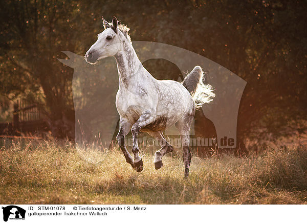 gallopierender Trakehner Wallach / galloping trakehner gelding / STM-01078