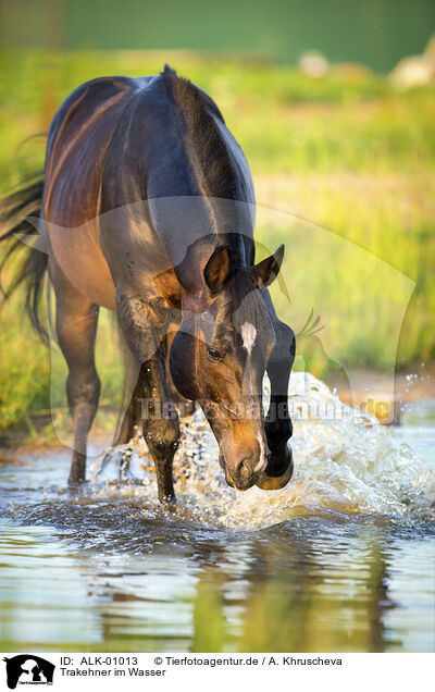 Trakehner im Wasser / ALK-01013