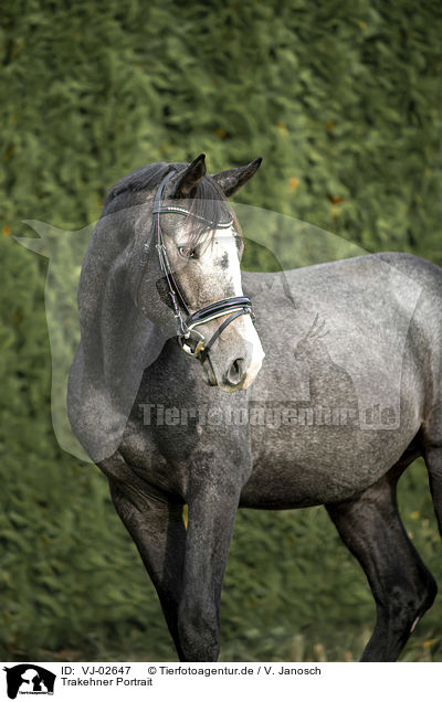 Trakehner Portrait / Trakehner Portrait / VJ-02647