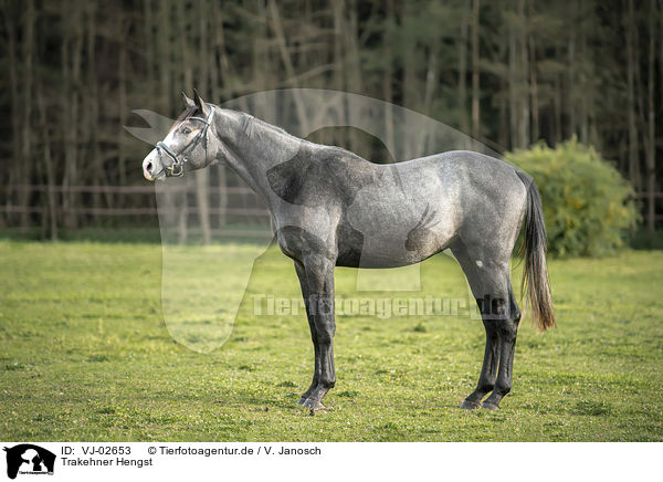 Trakehner Hengst / Trakehner stallion / VJ-02653