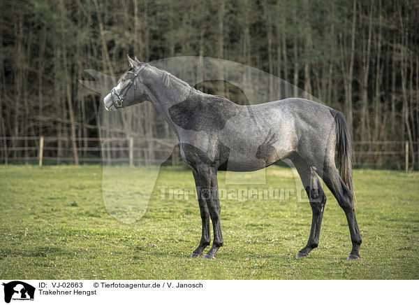 Trakehner Hengst / Trakehner stallion / VJ-02663