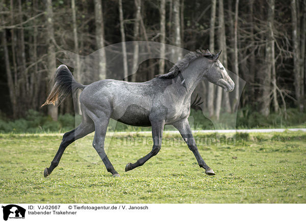 trabender Trakehner / trotting Trakehner / VJ-02667