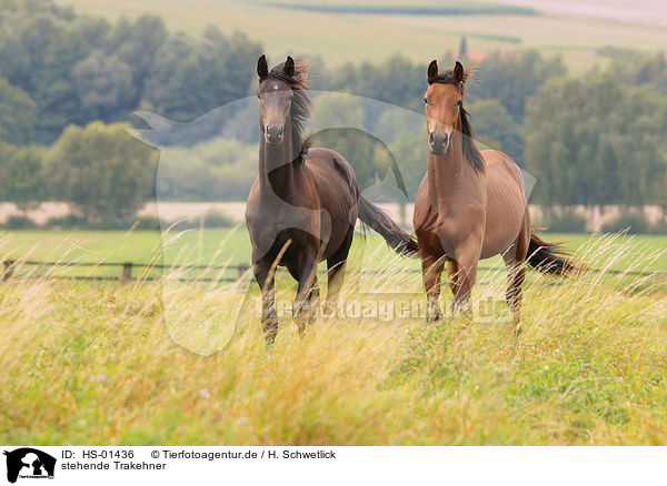stehende Trakehner / standing Trakehner / HS-01436