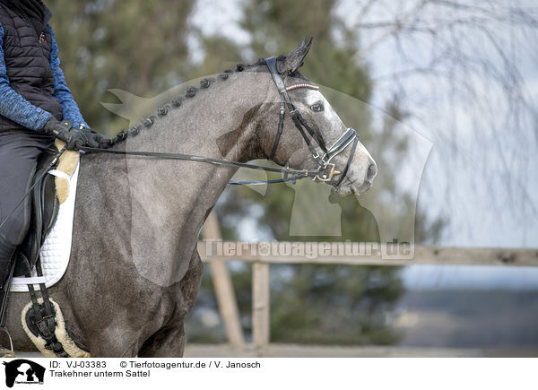 Trakehner unterm Sattel / riding a Trakehner / VJ-03383