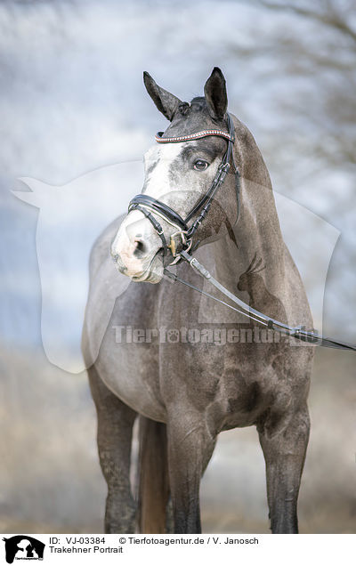 Trakehner Portrait / VJ-03384