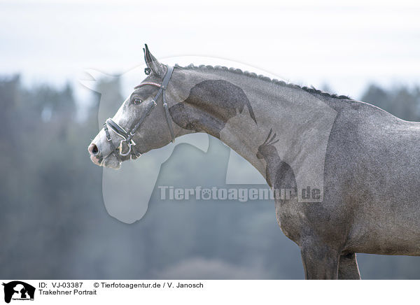 Trakehner Portrait / Trakehner Portrait / VJ-03387