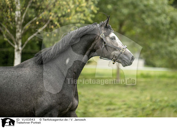 Trakehner Portrait / Trakehner horse portrait / VJ-03543