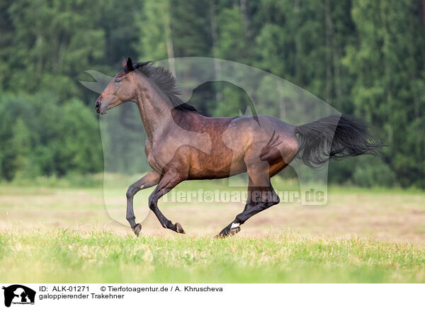 galoppierender Trakehner / galloping Trakehner / ALK-01271
