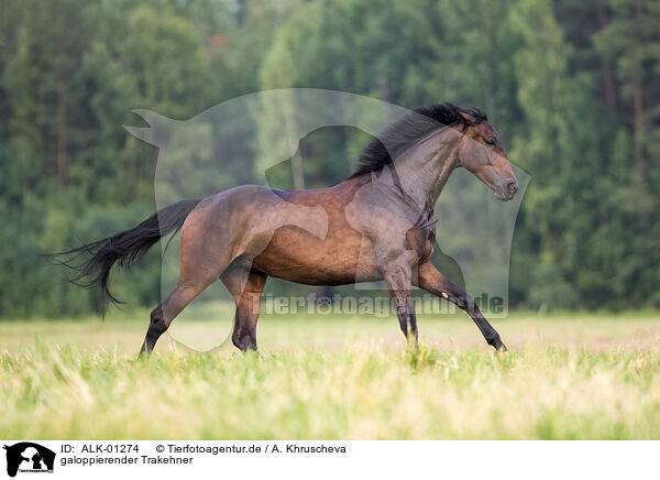 galoppierender Trakehner / galloping Trakehner / ALK-01274