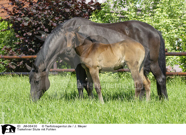 Trakehner Stute mit Fohlen / Trakehner mare with foal / JM-06430