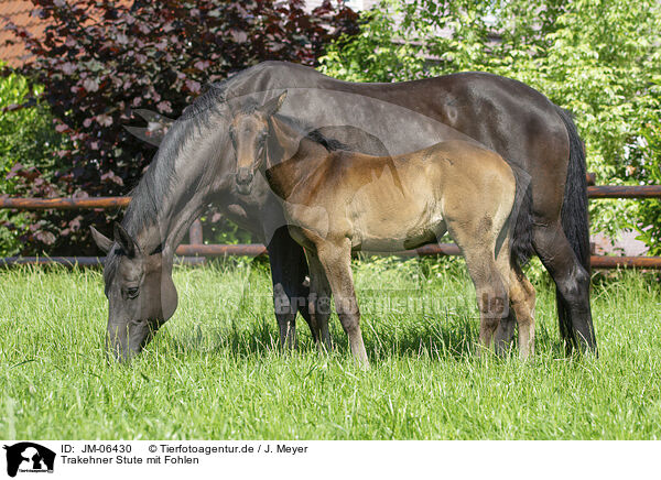 Trakehner Stute mit Fohlen / JM-06430