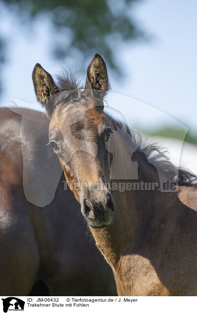 Trakehner Stute mit Fohlen / Trakehner mare with foal / JM-06432