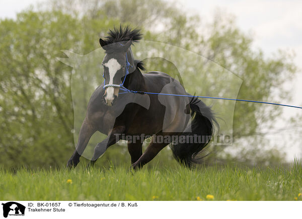 Trakehner Stute / Trakehner mare / BK-01657