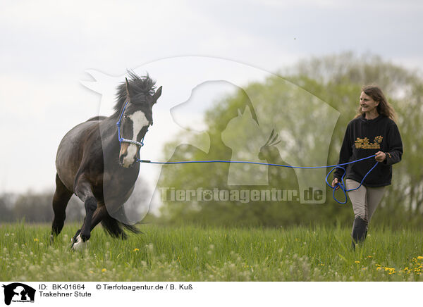 Trakehner Stute / Trakehner mare / BK-01664