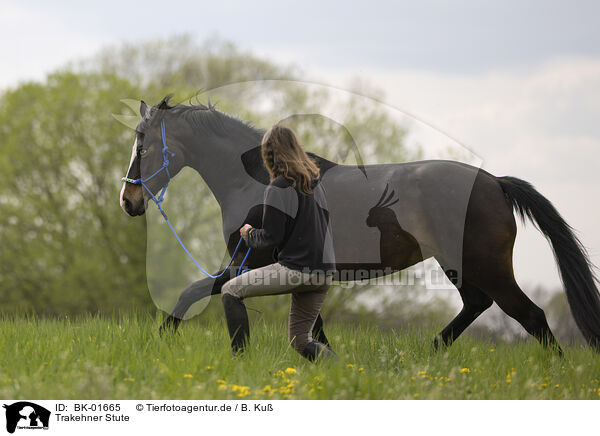 Trakehner Stute / Trakehner mare / BK-01665