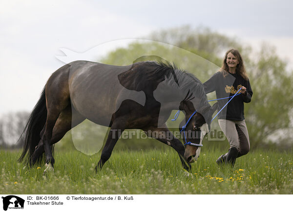 Trakehner Stute / Trakehner mare / BK-01666