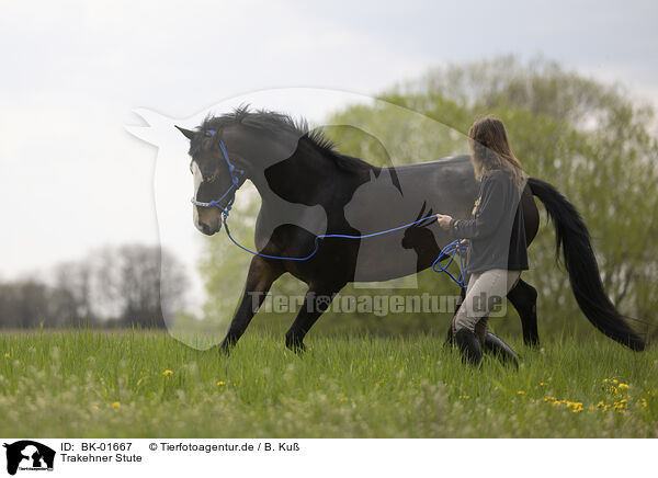 Trakehner Stute / BK-01667