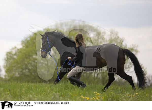 Trakehner Stute / Trakehner mare / BK-01668