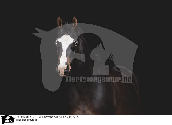 Trakehner Stute / Trakehner mare / BK-01677
