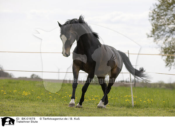 Trakehner Stute / Trakehner mare / BK-01678