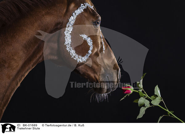 Trakehner Stute / Trakehner mare / BK-01689