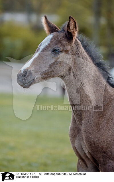 Trakehner Fohlen / Trakehner foal / MM-01587