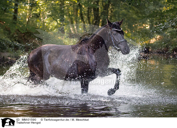 Trakehner Hengst / Trakehner stallion / MM-01590