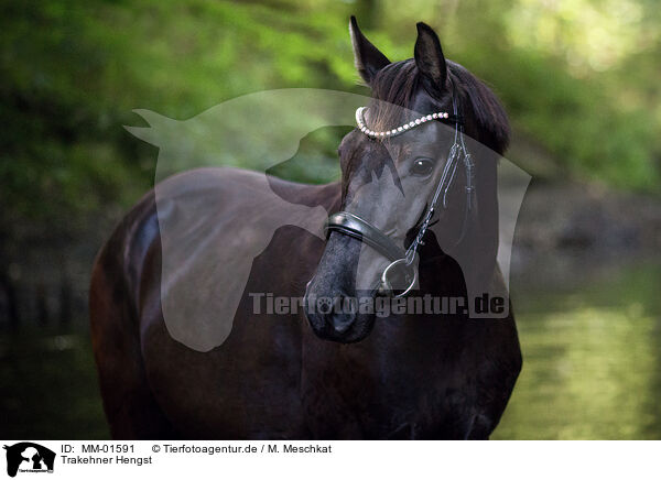 Trakehner Hengst / Trakehner stallion / MM-01591